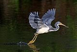 Tricolored Heron